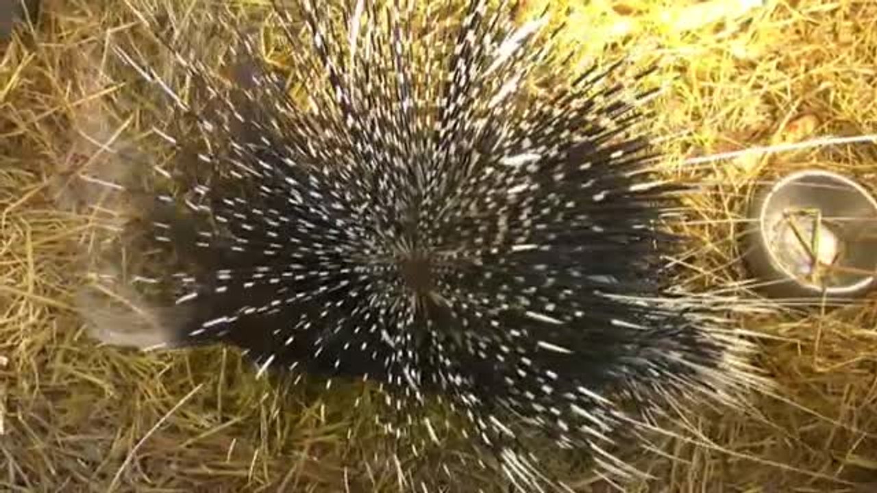 Nacen dos puercoespines gemelos en un zoo de Bélgica