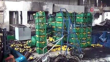 Antalya'daki yangında 350 ton sebze küle döndü, 6 milyon zarar var