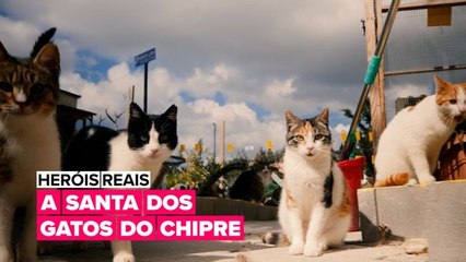 Heróis reais: A mãe de 800 gatos