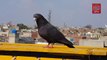 Kabootar Bazi Tournament 2020 | Pigeon Flying Competition in Ramzan