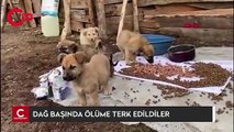 DAĞ BAŞINDA ÖLÜME TERK EDİLDİLER