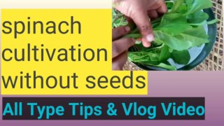 Spinach cultivation without seeds