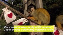Squirrel Monkeys at London Zoo Celebrate Valentine’s Day With Special Treat Bags