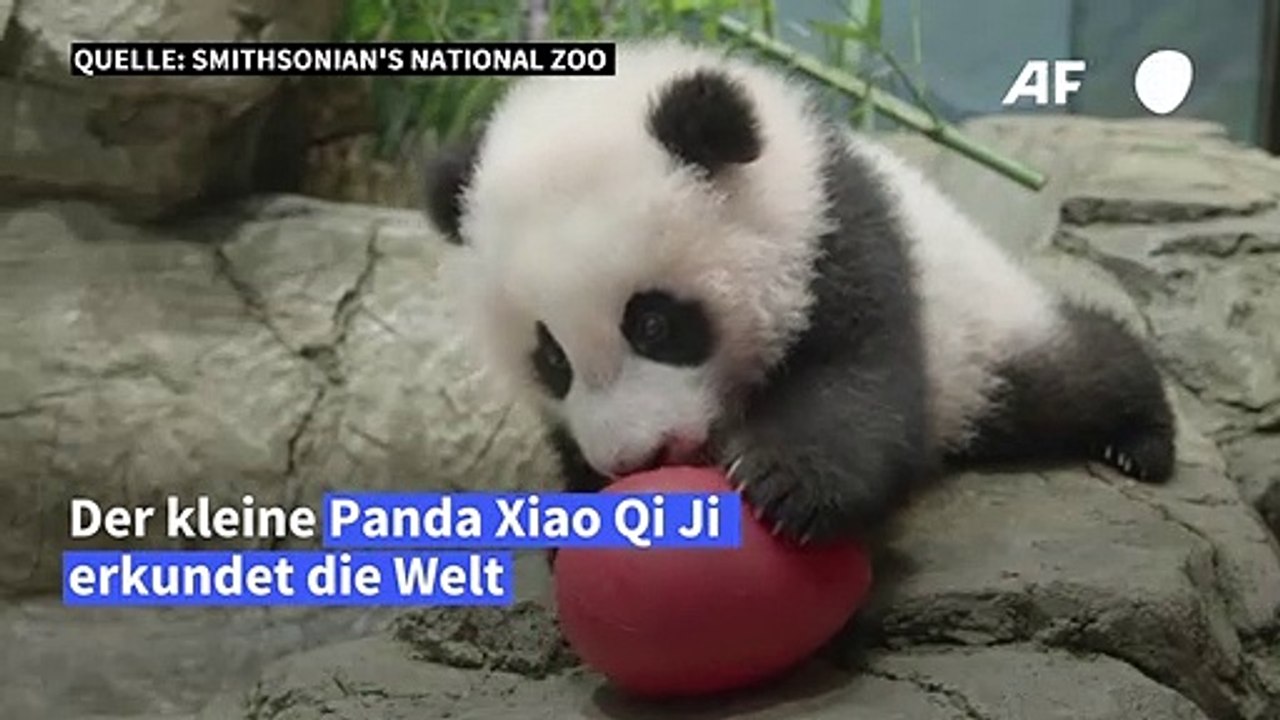 Kleiner Panda erkundet seine Welt im Zoo von Washington