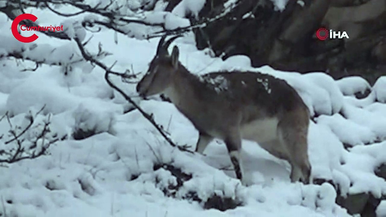 Tunceli'de koruma altındaki 7 yaban keçisi ölü bulundu