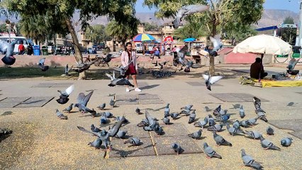 Jal Mahal Jaipur | 4k