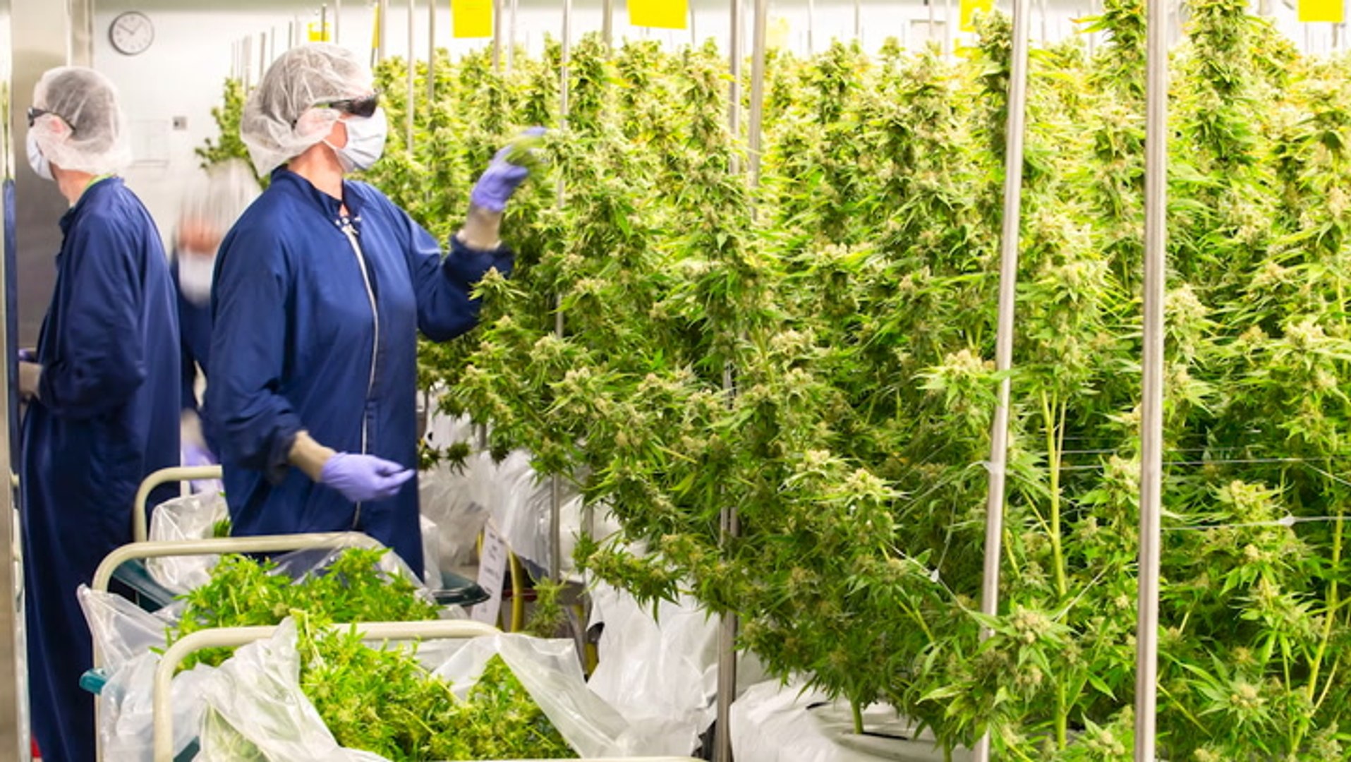 Aurora Cannabis CEO Talks Q2 Results, Cannabis Industry Outlook