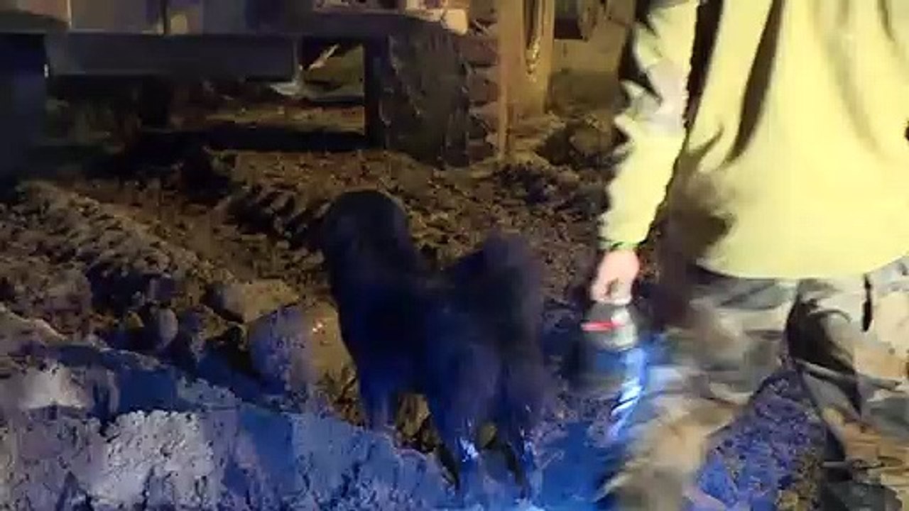 Cão de guarda