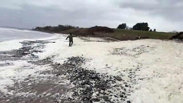 Eddy the terrier disappears among sea foam