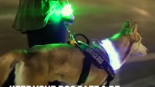 PurePawesome's LED Collar