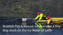 Scottish Fire & Rescue Service rescue a tiny dog on the icy Water of Leith