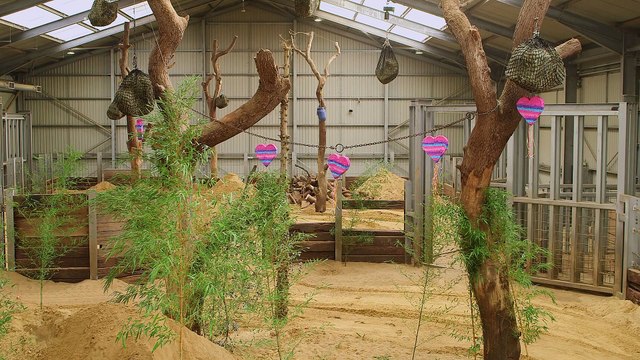 Elephants receive Valentine's treats at ZSL Whipsnade Zoo (C) ZSL