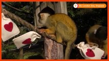 Squirrel monkeys get Valentine's treats at London Zoo