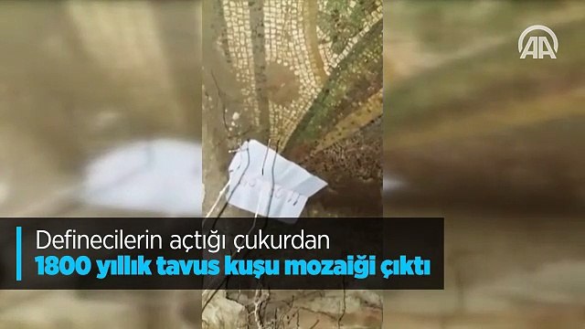 Definecilerin açtığı çukurdan 1800 yıllık tavus kuşu mozaiği çıktı
