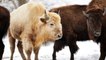 A Rare White Bison Was Just Born at Missouri's Dogwood Canyon Nature Park — Here's How You