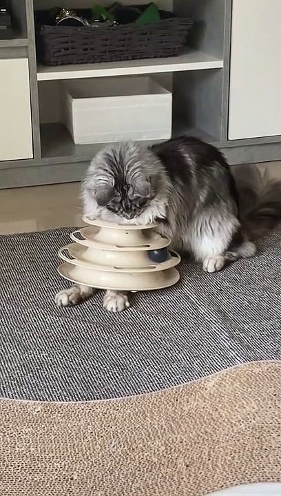 Cat Finds Creative Way to Play