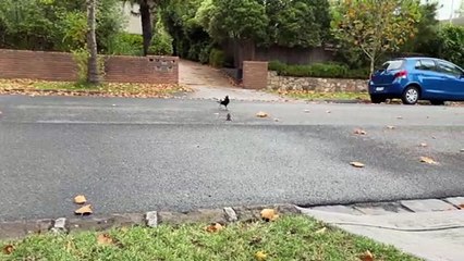 Baby Possum Chases Magpie Then Man