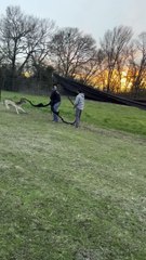 Deer Freed From Tangled Mess