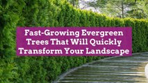 5 Fast-Growing Evergreen Trees That Will Quickly Transform Your Landscape