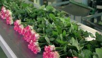 The journey of Valentine’s Day flowers