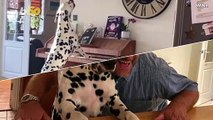 This Dalmatian Is Probably Better at Singing and Playing the Piano Than You!