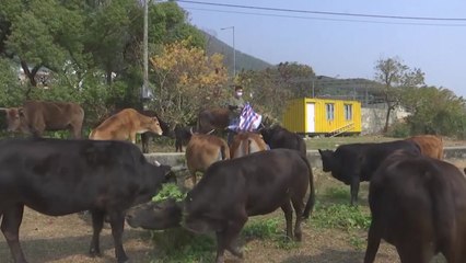 홍콩 "사라져가는 물소, 우리가 지킨다" / YTN