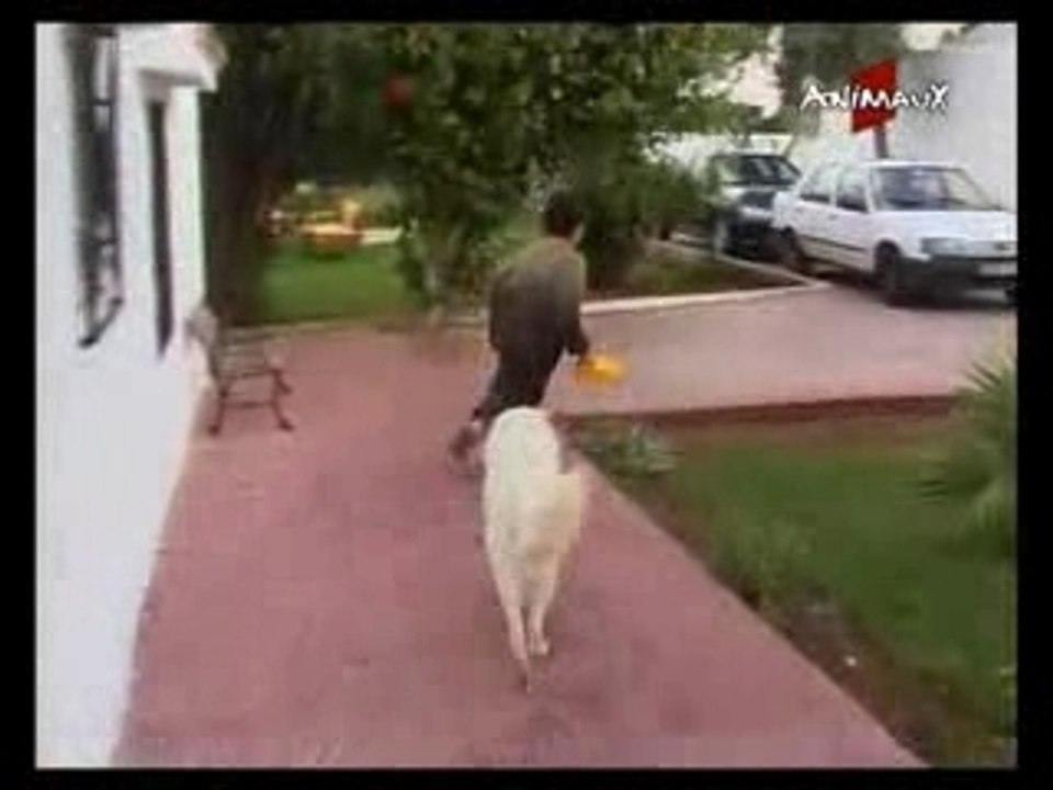 Maroc Aidi le chien de l Atlas part 2 4