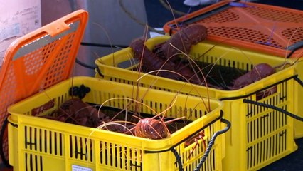 Trade tensions with China impact Australia's seafood industry