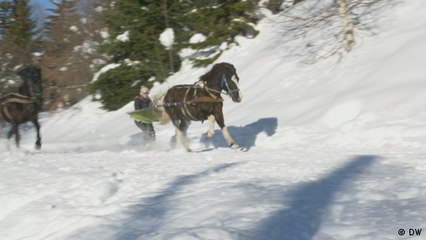 Skijoring: Skiing through snow with horses