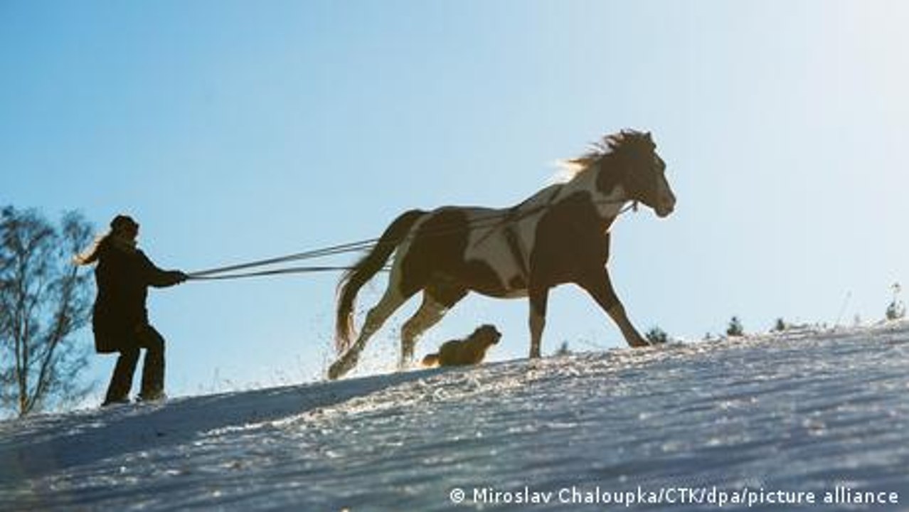 Skijöring: Mit dem Pferd durch den Schnee