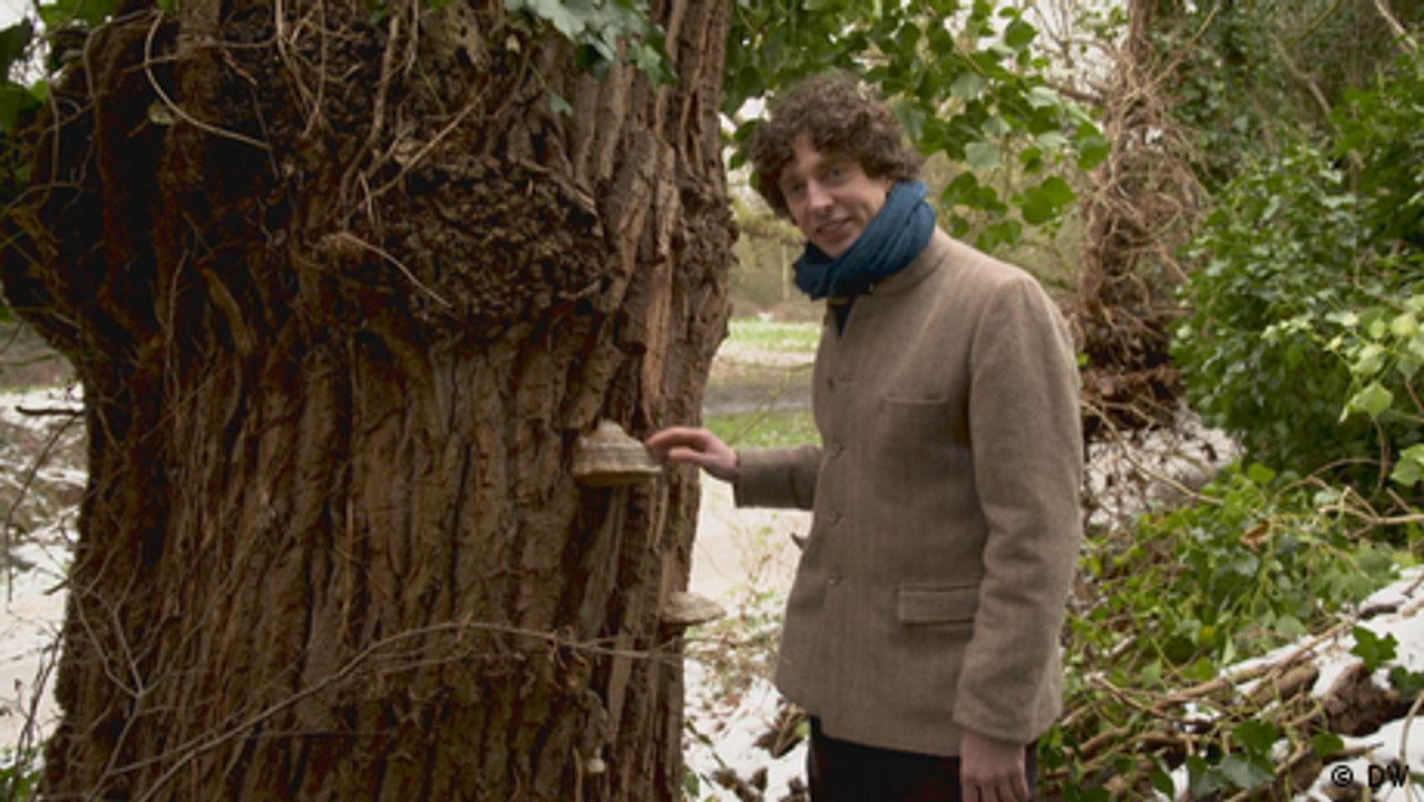 Der Brite Merlin Sheldrake und das Reich der Pilze