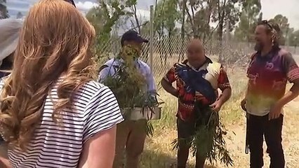 Indigenous community taps into popularity of wattle seed