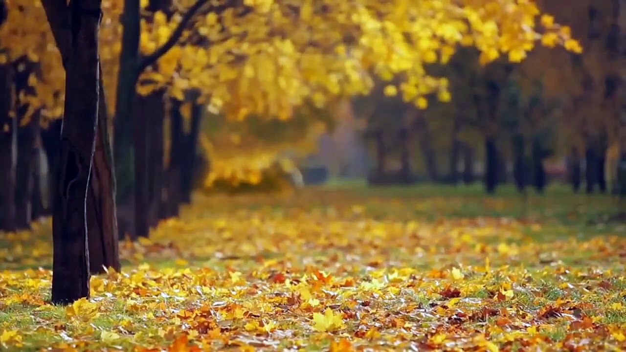 Chopin Nocturne Op 9 No 2 432 hz Musica Para Relaxar Elevar a Paz Interior_Trim (convert-video-online.com)