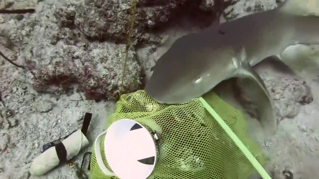 Ce plongeur se retrouve face à un requin en pleine mer