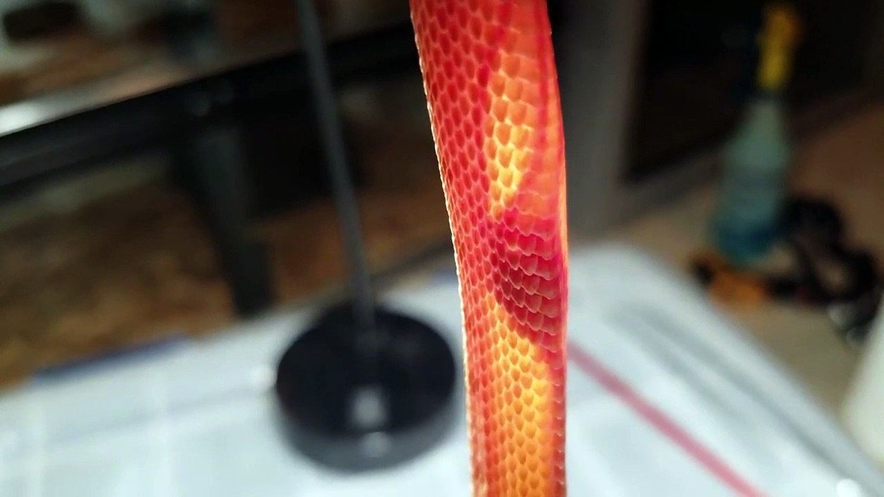 On peut voir le coeur de ce serpent battre à travers sa peau très fine