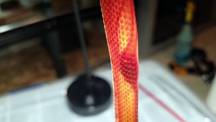 On peut voir le coeur de ce serpent battre à travers sa peau très fine