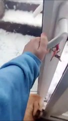 La réaction hilarante de ce chien surprise par la neige