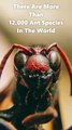 Common Pest Creature. 10 Facts About Ants Will Change Your Mind