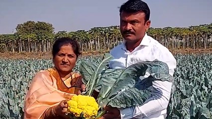 Maharashtra Farmer Grows Pink And Yellow Cauliflowers In 1 Acre Land
