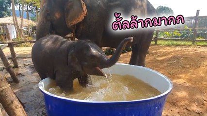 เห็นแล้วยิ้ม ช้างน้อยใบบุญ เล่นซนสนุกสนาน ดี๊ด๊ากับกะละมังคลายร้อน