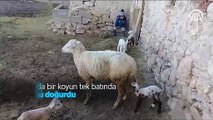 Konya'da bir koyun tek batında 5 kuzu doğurdu