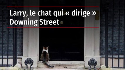Larry, le chat qui « dirige » Downing Street