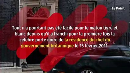 Larry, le chat qui « dirige » Downing Street