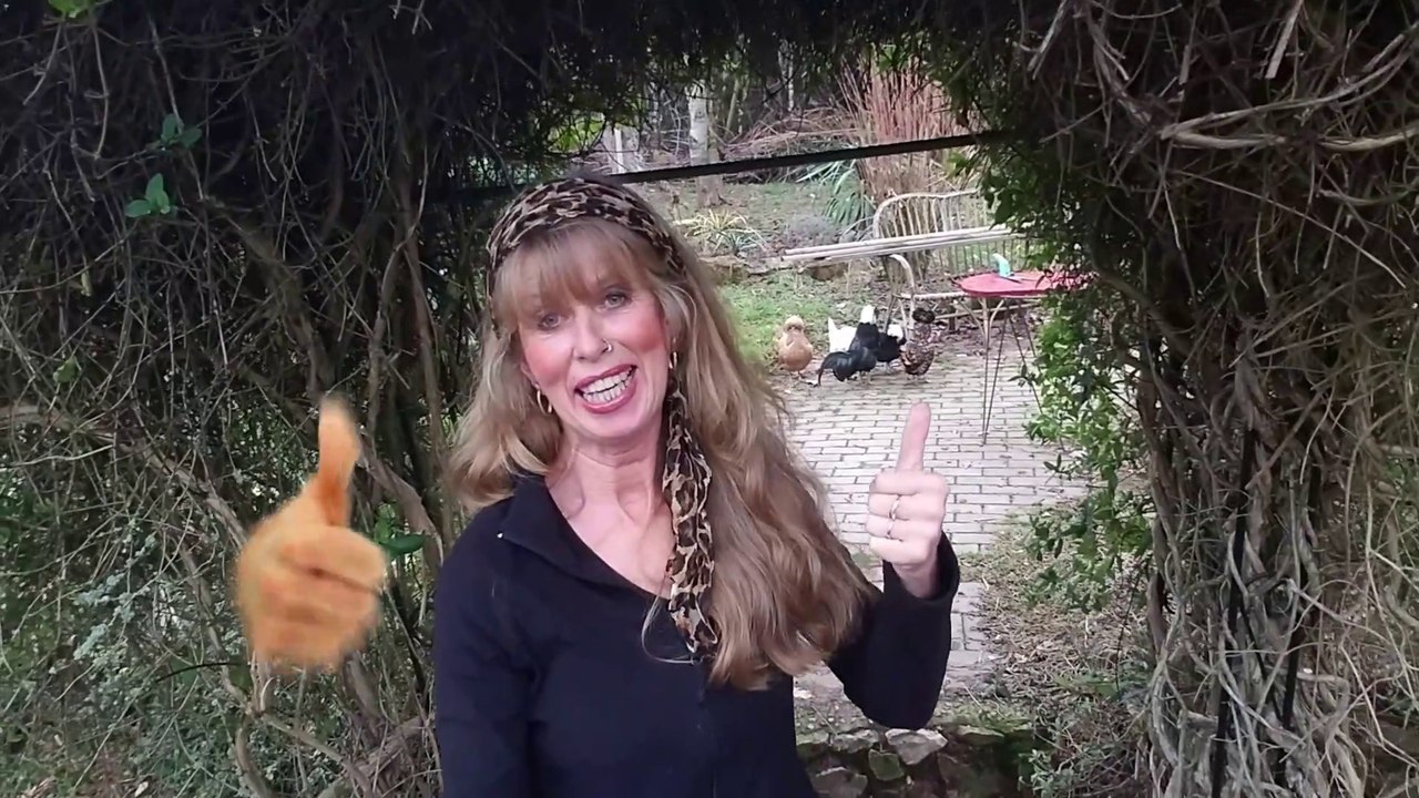 B24 - Garten-Zwerghuhn-Blog / Anschaffung und Haltung, das Hühnerei