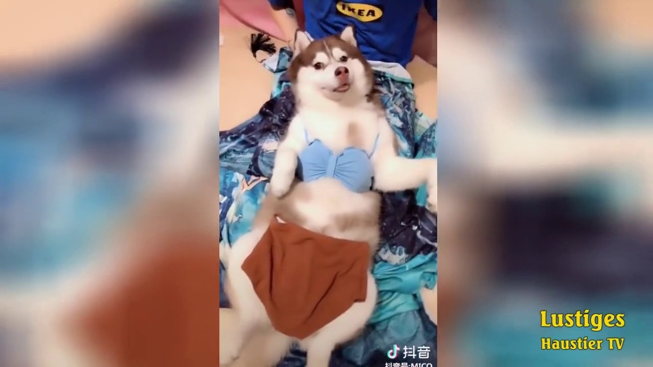 OMG_So_Cute_♡_Best_Funny_Cats_and_Dogs_Compilation