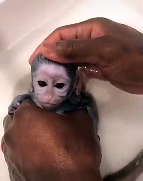 World's Small Monkey daily life