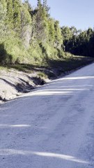 Spotted Quoll Snacking on a Tiger Snake