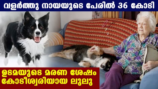 Dog Lulu become millionaire after its owner passed away