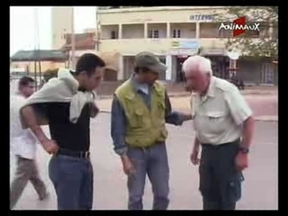 Maroc Aidi le chien de l Atlas part 1 4