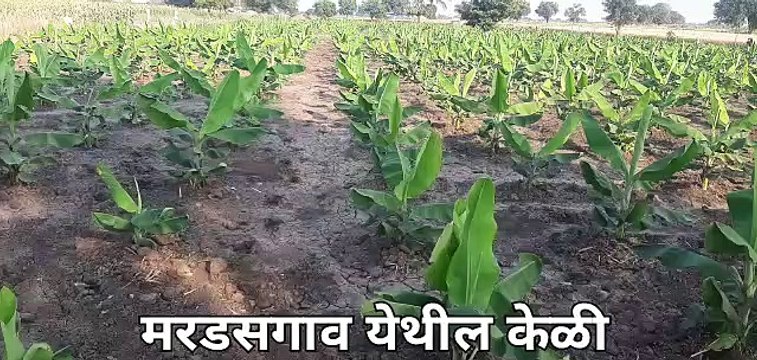 Netsurf agricultural products results on banana